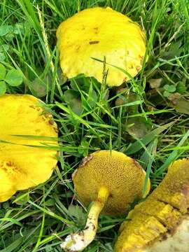 Image of Chicken Fat Mushroom
