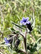 Image of strigose alkanet