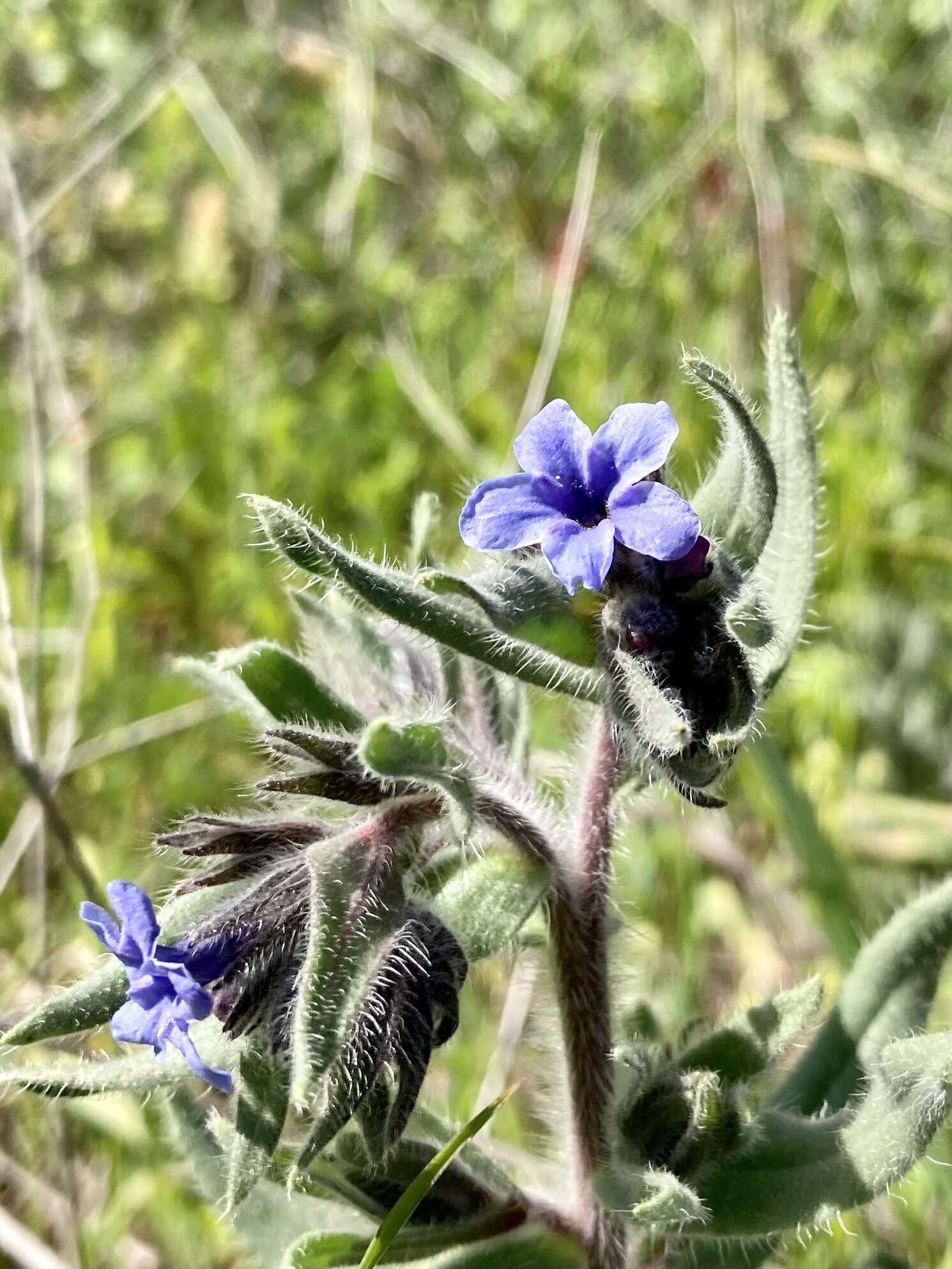 Image of strigose alkanet