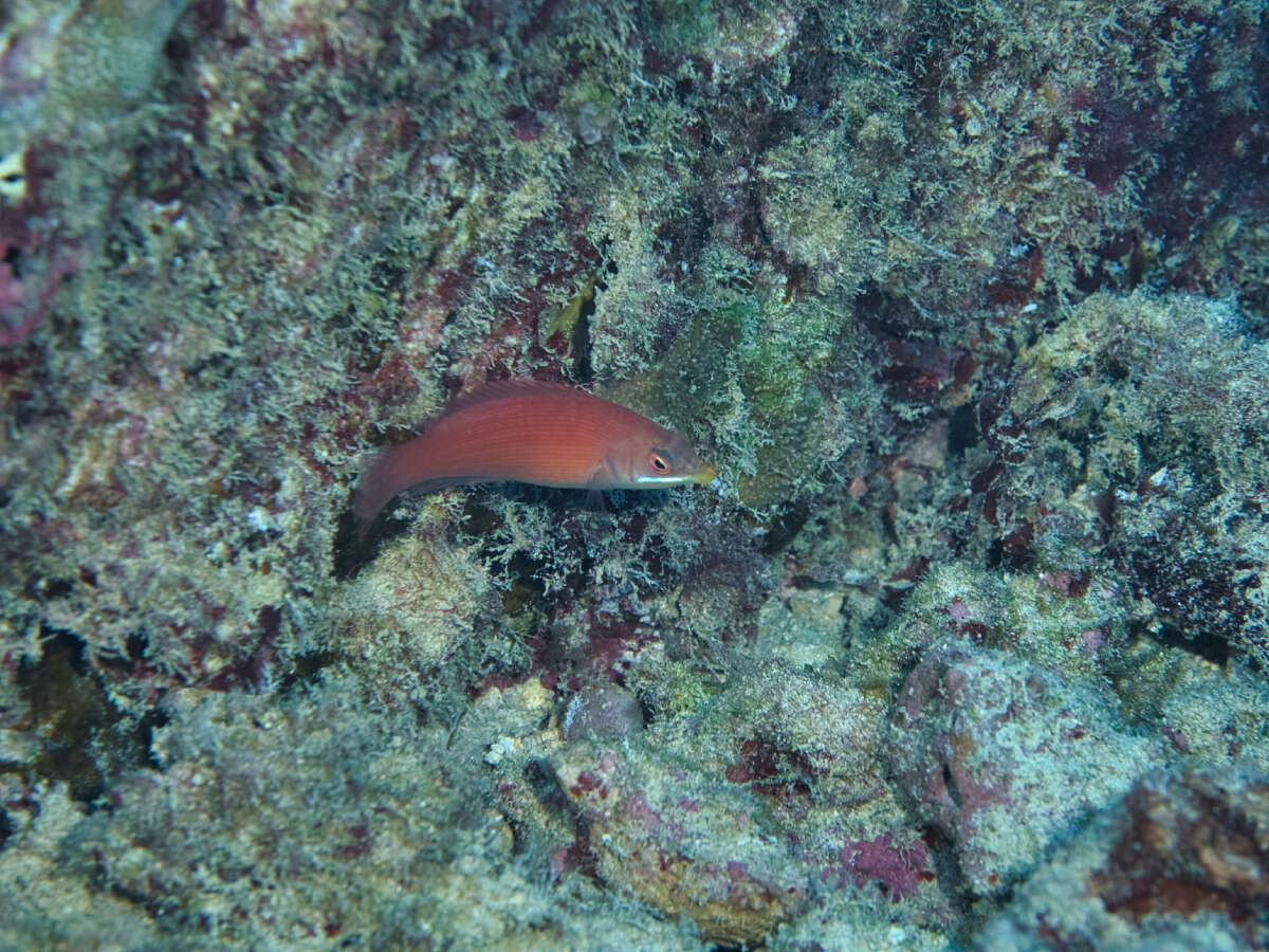 Image of Disappearing wrasse