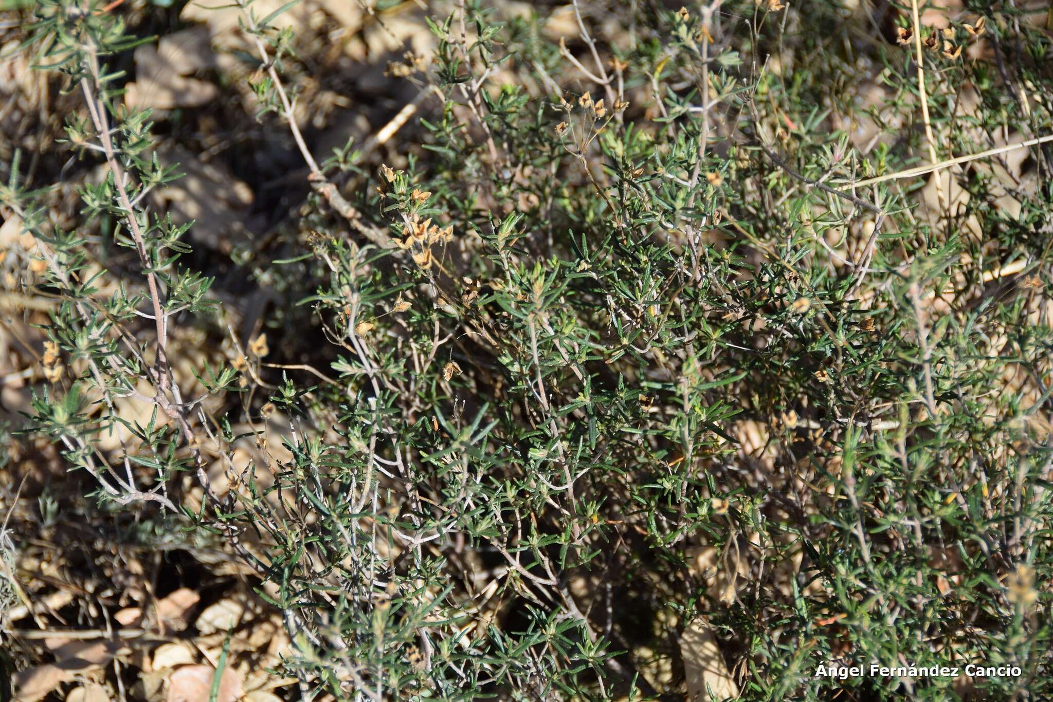 صورة Halimium umbellatum subsp. viscosum (Willk.) O. Bolós & Vigo