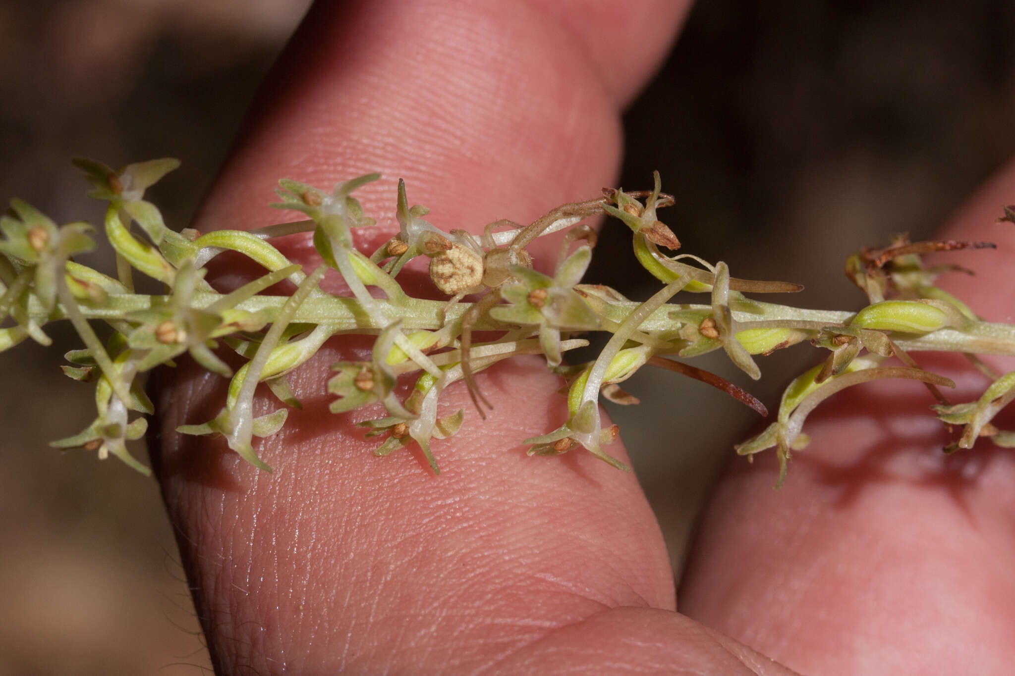 Image of Denseflower rein orchid