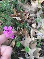 Imagem de Phlox nivalis subsp. texensis Lundell