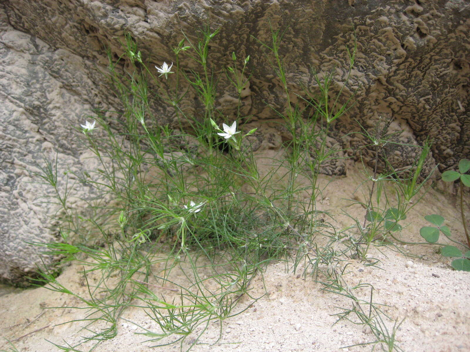 Image of Spergularia fasciculata Phil.