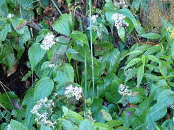 Image de Aster formosanus Hayata