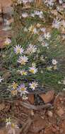 Image of Utah fleabane