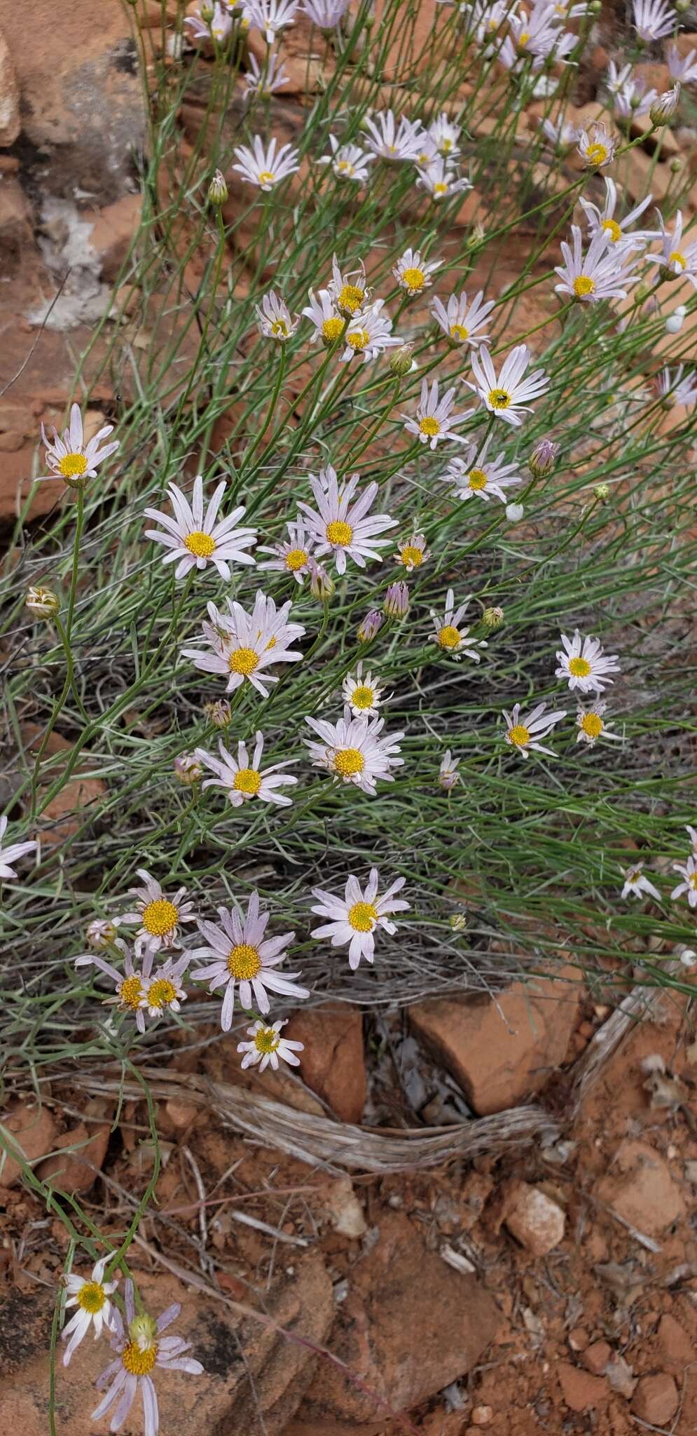 Image of Utah fleabane