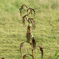 Image of Tillandsia denudata André