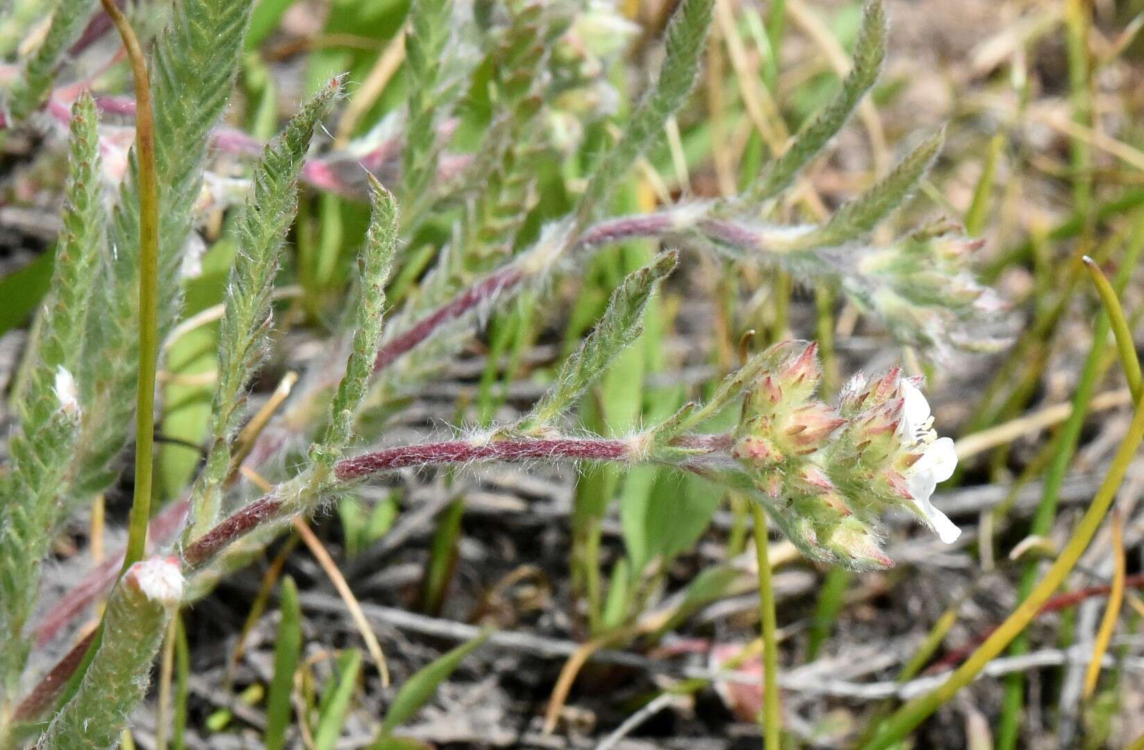 Image de Ivesia sericoleuca (Rydb.) Rydb.