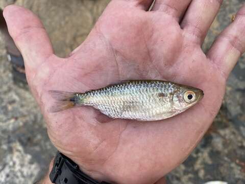 Image of African long-finned tetra