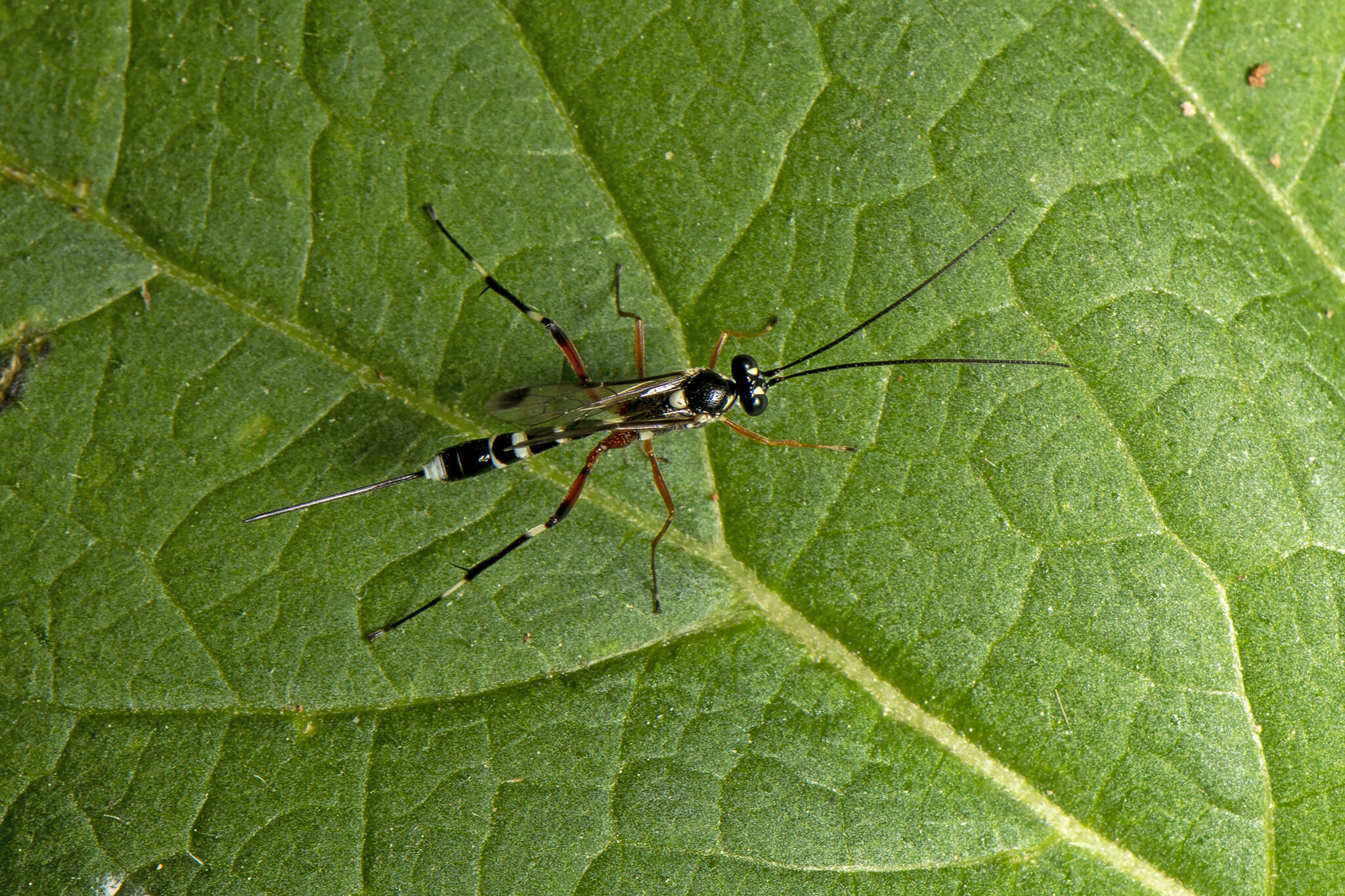 Image of Leptobatopsis