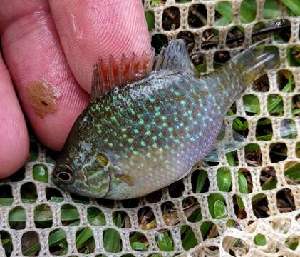 Image of Dollar Sunfish