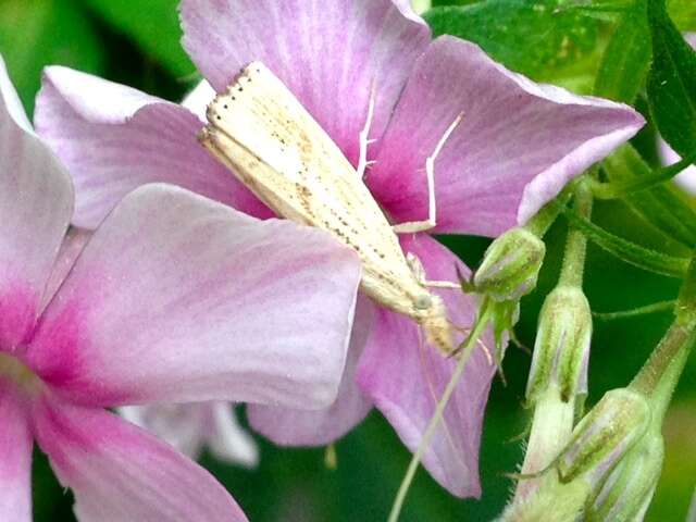 صورة Agriphila ruricolellus Zeller 1863