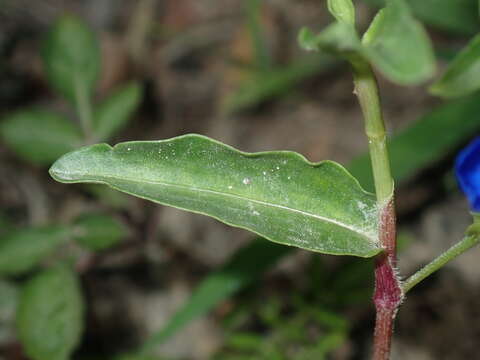 Image of Scurvy weed