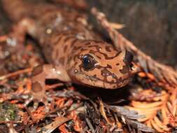 Image of California Giant Salamander