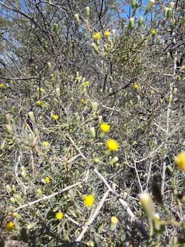 Image of Senecio subulatus D. Don ex Hook. & Arn.