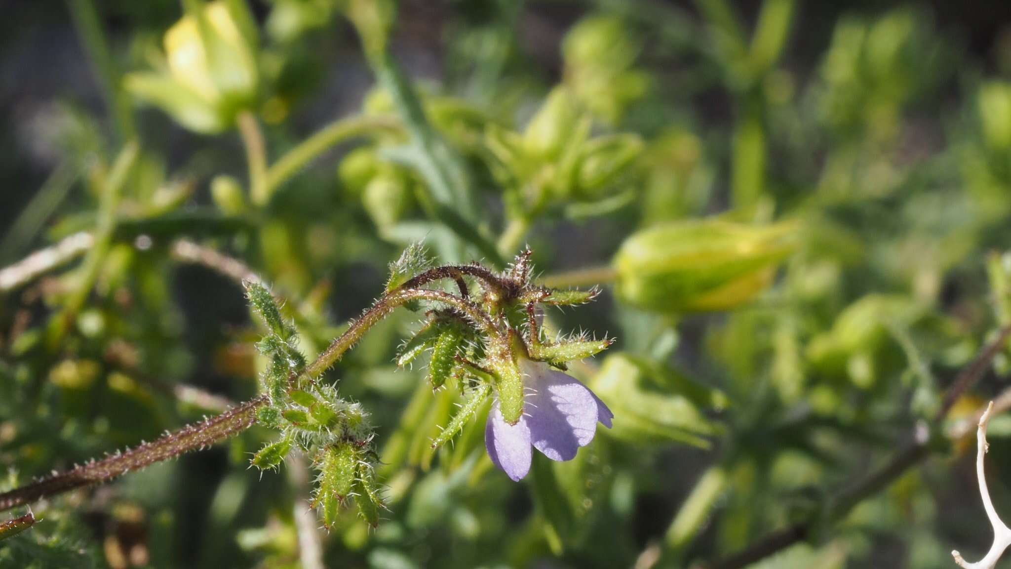 Image de Pholistoma auritum var. arizonicum (M. E. Jones) Constance