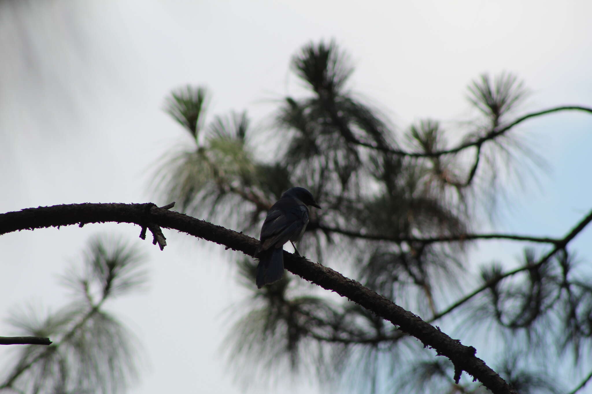 Image of Transvolcanic Jay