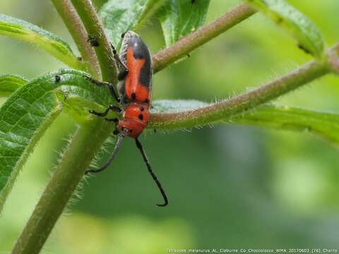 Sivun Tetraopes melanurus Schönherr 1817 kuva