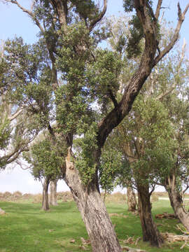 Image of <i>Olearia traversiorum</i>