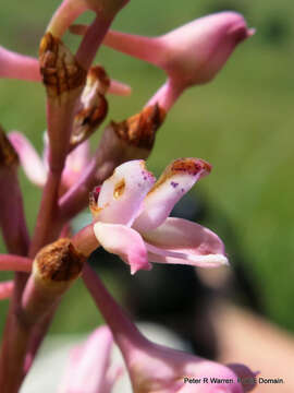 صورة Disa patula var. transvaalensis Summerh.