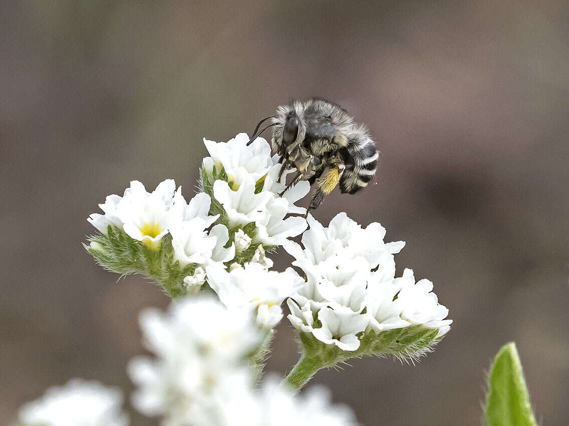 Plancia ëd Anthophora orotavae (Saunders 1904)