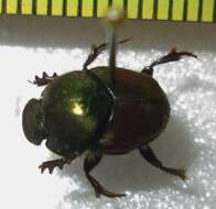 Image of Proagoderus sapphirinus (Fahraeus 1857)