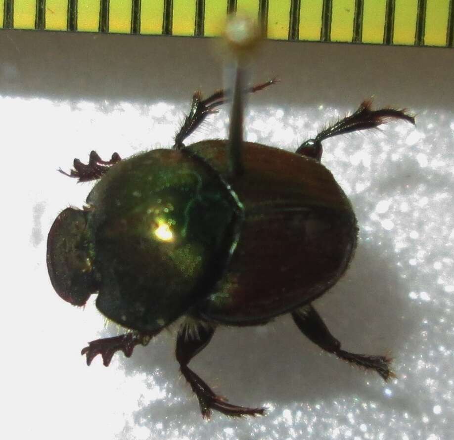 Image of Proagoderus sapphirinus (Fahraeus 1857)