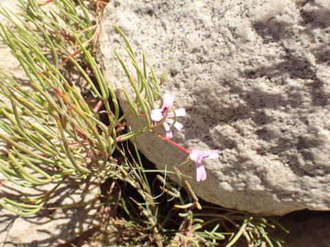 Image of Pelargonium laevigatum subsp. oxyphyllum (DC.) C. M. Schonken