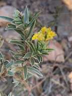 Image of Gnidia capitata L. fil.