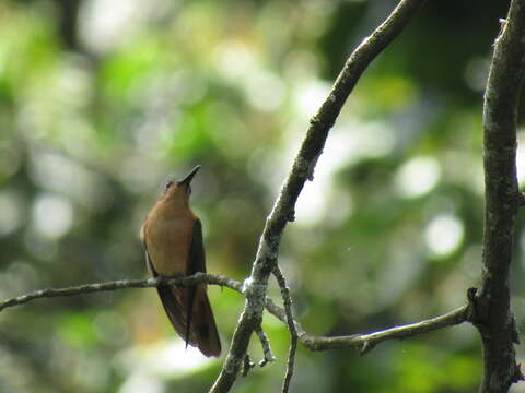 Image of Rufous Sabrewing