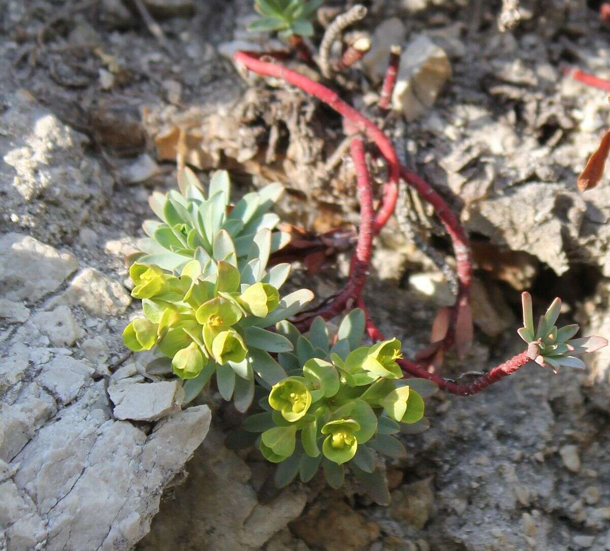 Sivun Euphorbia saxatilis Jacq. kuva