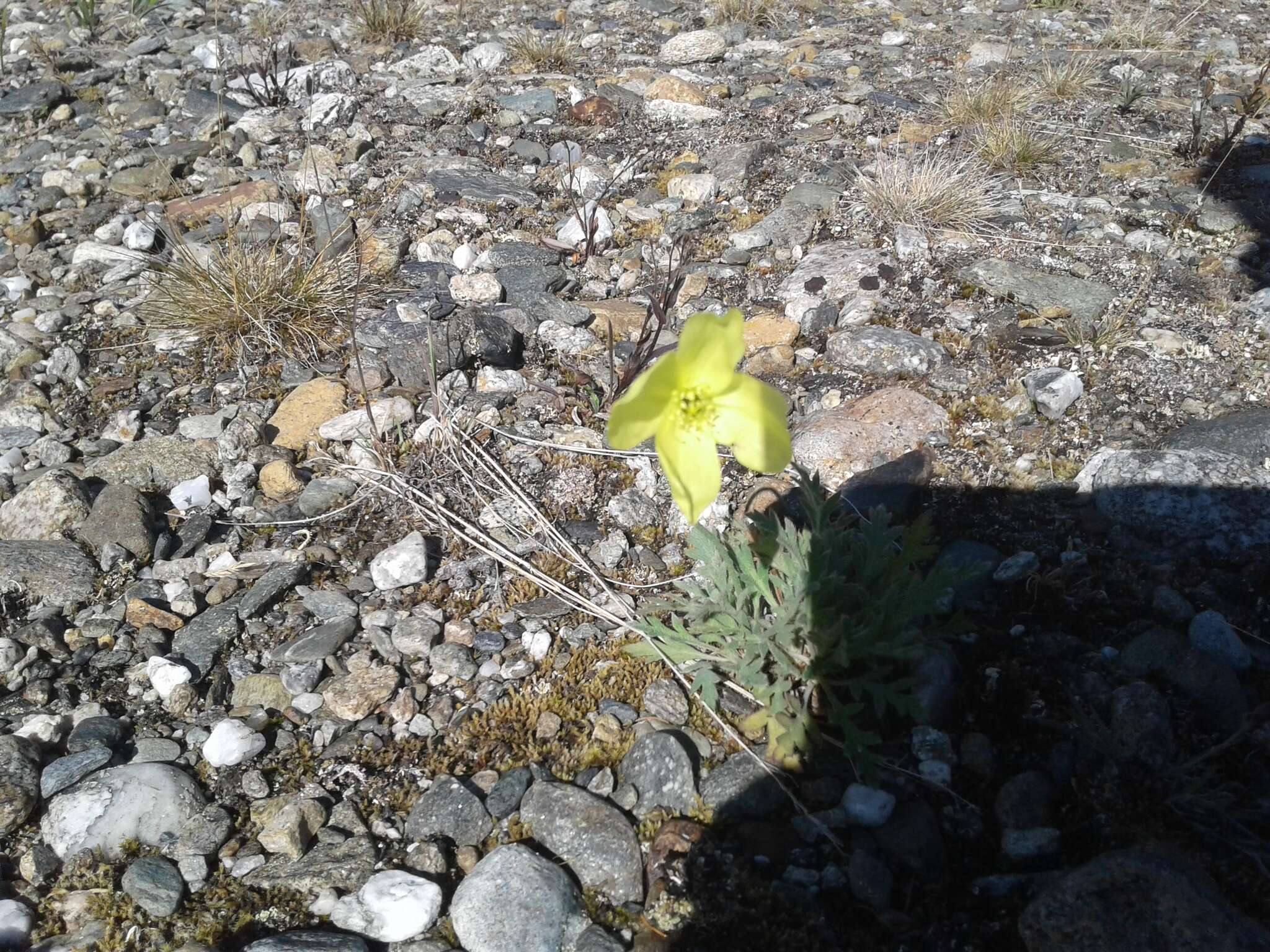 Image of Papaver lapponicum subsp. jugoricum (Tolm.) S. V. Gudoshnikov