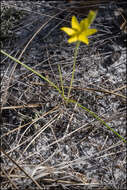 Image of fringed yellow star-grass