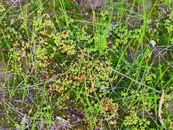 <i>Crassula <i>decumbens</i></i> var. decumbens resmi