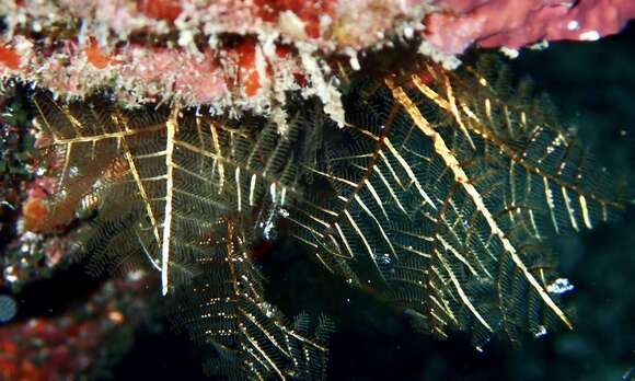 Image of Brown stinging hydroid