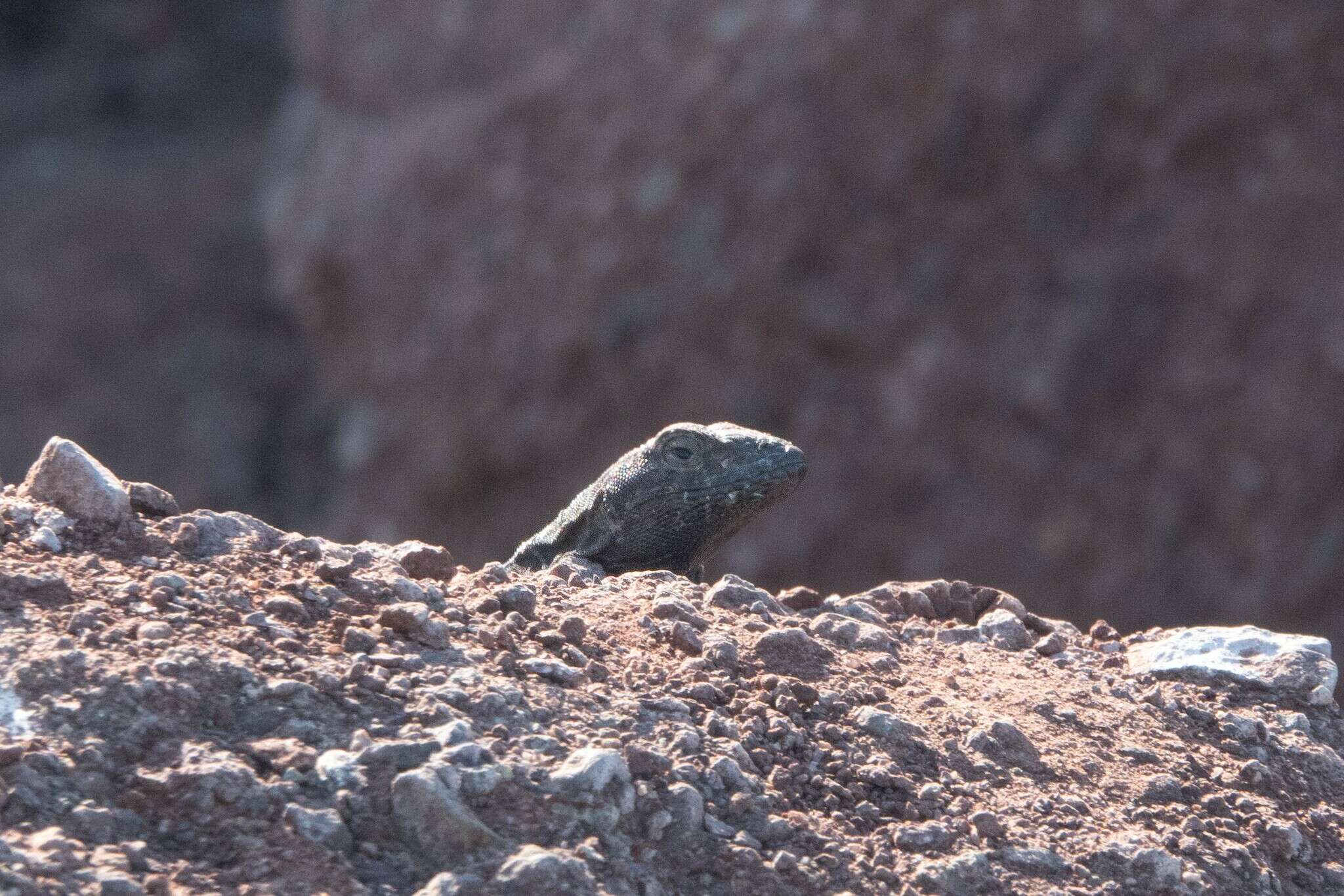 Слика од Microlophus atacamensis (Donoso-barros 1960)