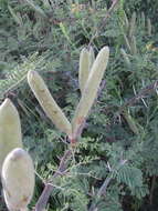 Image of Vachellia hebeclada subsp. chobiensis (O. B. Mill.) Kyal. & Boatwr.