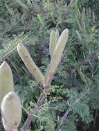 Vachellia hebeclada subsp. chobiensis (O. B. Mill.) Kyal. & Boatwr. resmi