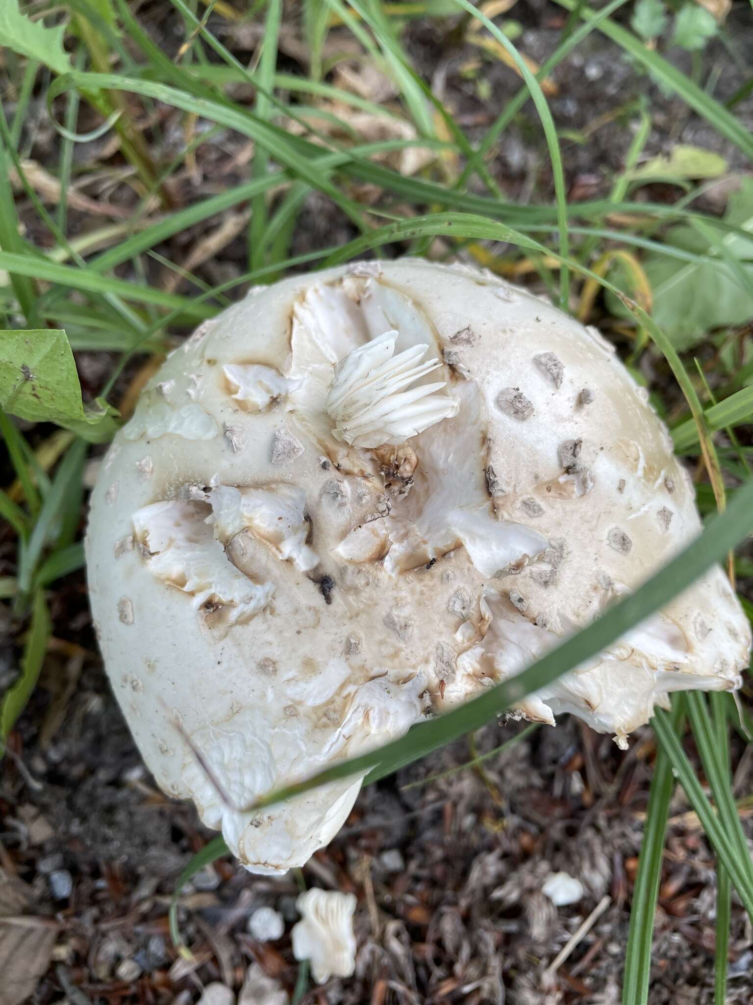 Image of Amanita strobiliformis (Paulet ex Vittad.) Bertill. 1866