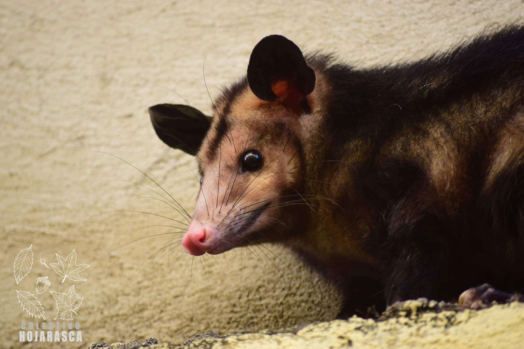 Image of Black-eared Opossum