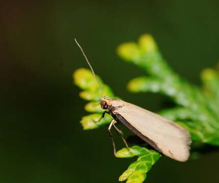 Image of Philobota latifissella Walker 1864