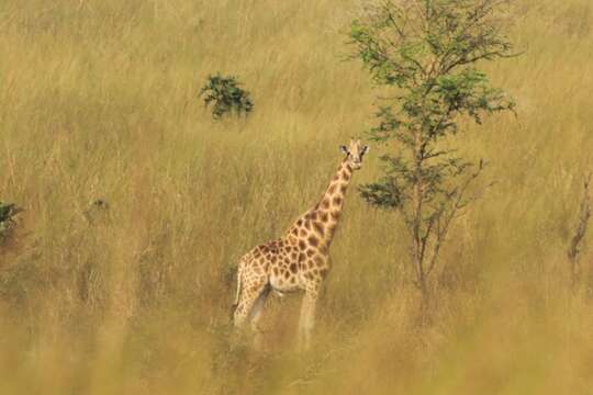 Image of Kordofan giraffe