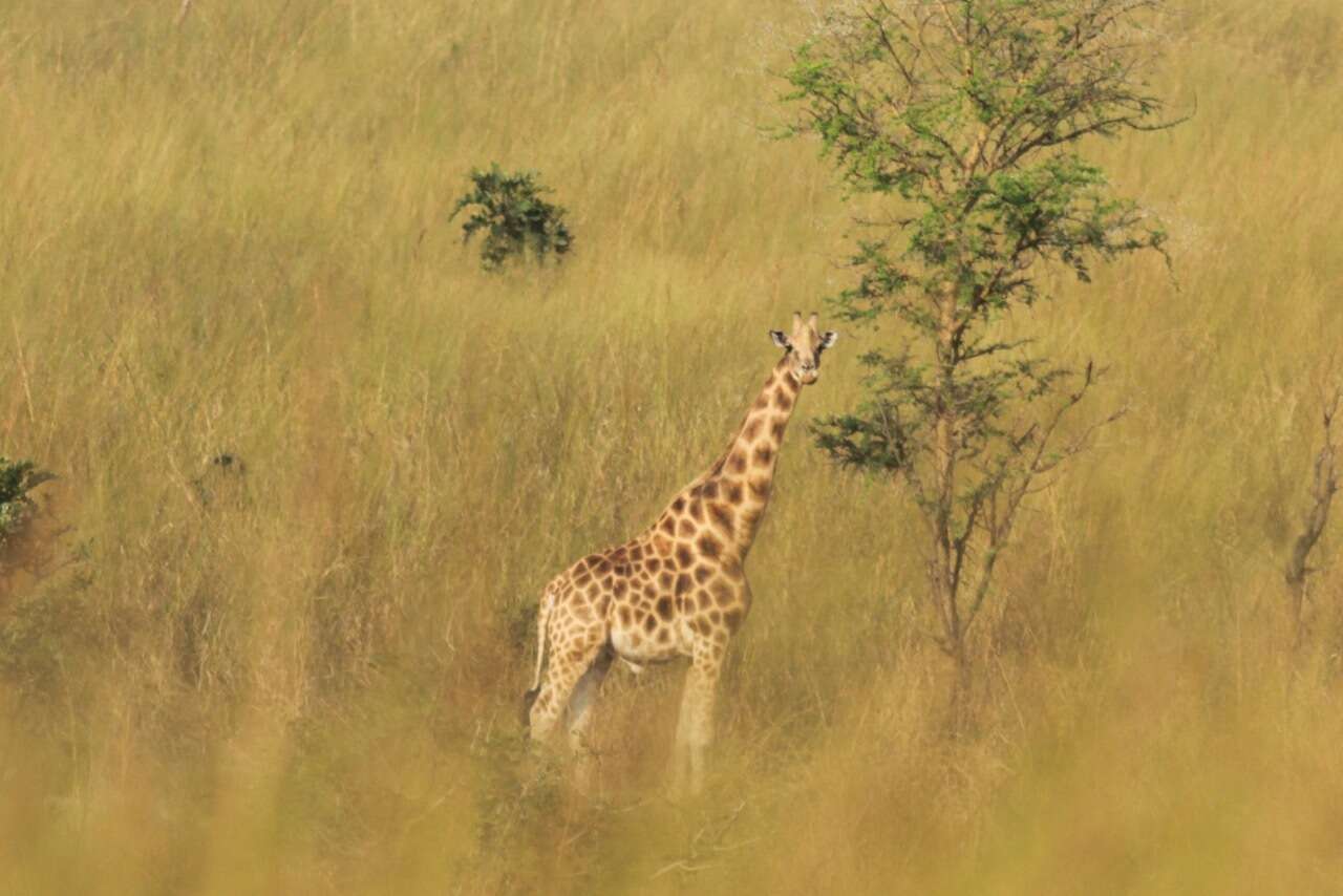 Image of Kordofan giraffe