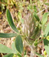 Imagem de Trifolium palaestinum Boiss.