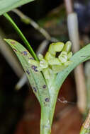 Plancia ëd Epidendrum pseudoramosum Schltr.