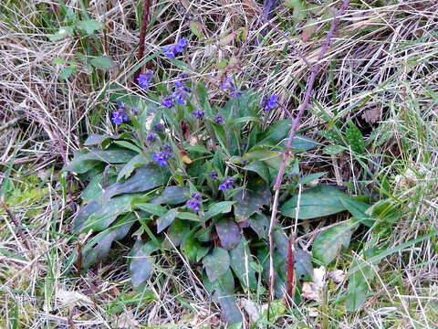 Image of Pulmonaria longifolia (Bast.) Boreau