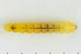 Image of Phyllonorycter salicicolella (Sircom 1848)