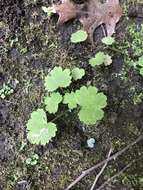 Image of littleleaf alumroot