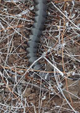 Image of Scolopendra galapagoensis Bollman 1889